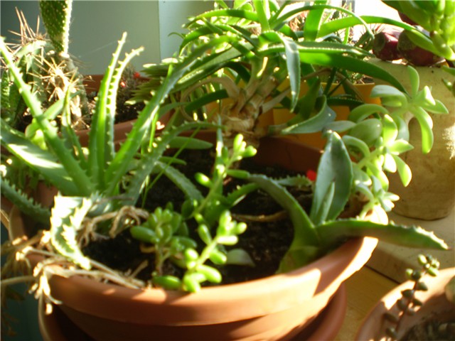 sukulenti